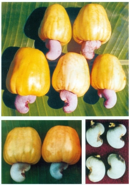 Amrutha (H-1597)